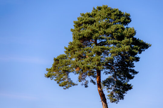 Selective focus of pine tree with green needles leaves, Conifer tree or shrub in the genus Pinus of the family Pinaceae, Pinus is the sole genus in the subfamily Pinaceae, Natural greenery background.