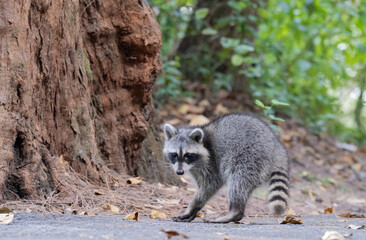Racoon © Hendrys