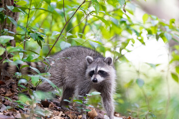 Racoon © Hendrys