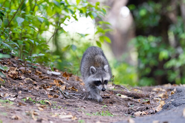 Racoon © Hendrys