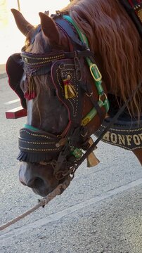 Close up shot of a horse adorned in traditional Spanish harness with brass decorations and bells attached to a wooden cart during the Moscatell grape treading festival in Teulada, Spain.