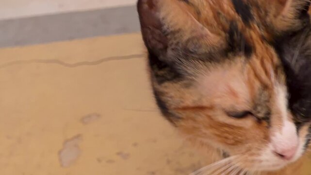 Extreme close up shot of a rare chimera cat with a split-colored face and striking blue eyes looking into the camera. Detailed view of feline fur texture, whiskers
