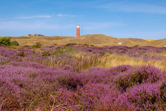 Purple flowers Calluna vulgaris (Heide, Heather, Ling) The sole species in genus of Calluna, Ericaceae family, The Eierland Lighthouse red tower, De Cocksdorp, North Holland, Texel Island, Netherlands