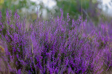 Obraz premium Selective focus bush of wild purple flowers Calluna vulgaris (heath, heide, ling or simply heather) is the sole species in the genus Calluna in the flowering plant family Ericaceae, Natural background