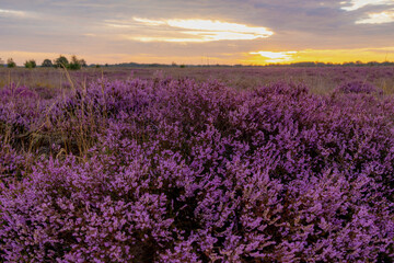 Obraz premium Nature landscape, Flowering Calluna vulgaris (heide, ling, or simply heather) Purple flowers field with sunrise light, Balloerveld is a hamlet in the municipality of Aa en Hunze, Drenthe, Netherlands.
