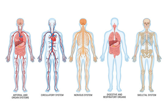 Human Body Anatomy Illustration Showing Arterial Circulatory Nervous Digestive Respiratory and Skeletal Systems