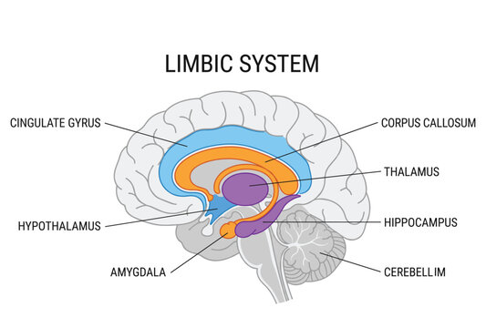 Limbic system anatomy diagram showing brain structures involved in emotion memory and behavior