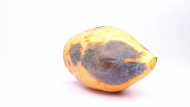 Over‑ripe yellow mango covered with dark moldy rotten patches rotating on white background