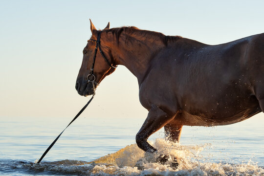 art shot with beautiful golden chestnut horse playing and splashing in bay against sun rays. at sunny evening