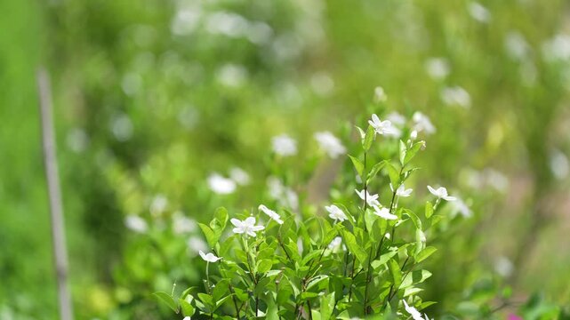 Wildflower shrub with white flower and green foliage in meadow field, spring sunlight bokeh and gentle breeze, fresh bloom and lush leaf closeup, calm nature background