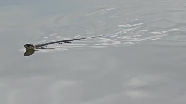 A grass snake in the water; a grass snake is swimming across the lake.
