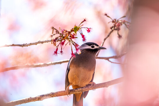 White Eared Sibia Perched Among Pink Cherry Blossoms in Taiwan