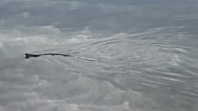 A grass snake in the water; a grass snake is swimming across the lake.