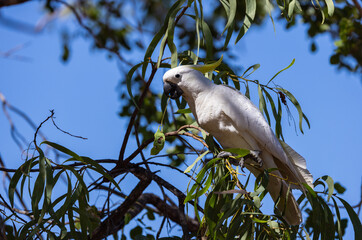 Wild and excited Sulphur-crested Cockatoo (Cacatua galerita) on a branch in the Kakadu National Park, Northern Territory, Australia © Reto Ammann