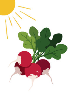 Vivid hand-traced vector illustration of sunlit radish bunches with lush green leaves and rosy bulbs, warm morning garden harvest vector icon for culinary and farm themes