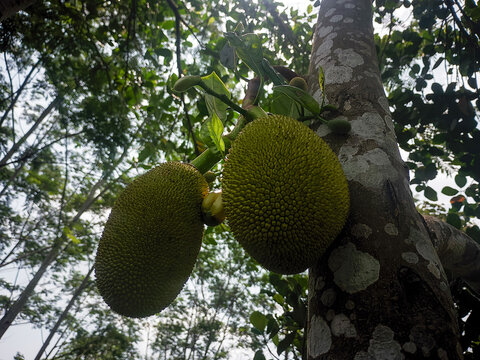 Jackfruits Hanging on Tree Branch