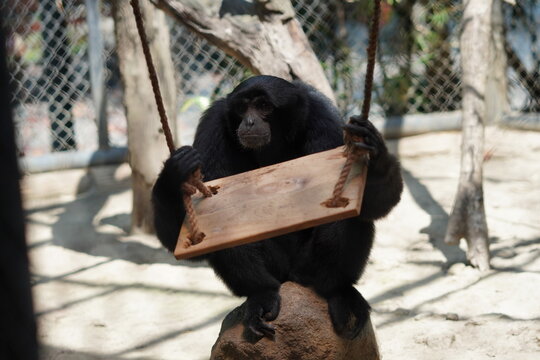 Siamang gibbon in the zoo