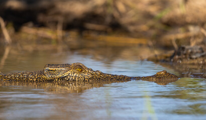 Head of a Saltwater crocodile (Crocodylus porosus), also known as saltie, drifting half submerged in the Mary River, Kakadu National Park, Australia © Reto Ammann
