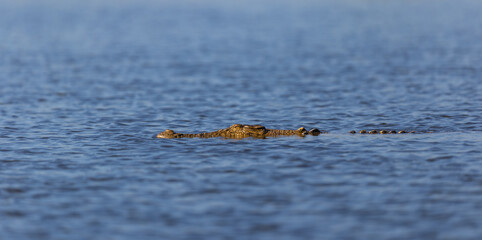 Head of a Saltwater crocodile (Crocodylus porosus), also known as saltie, drifting half submerged in the Mary River, Kakadu National Park, Australia © Reto Ammann