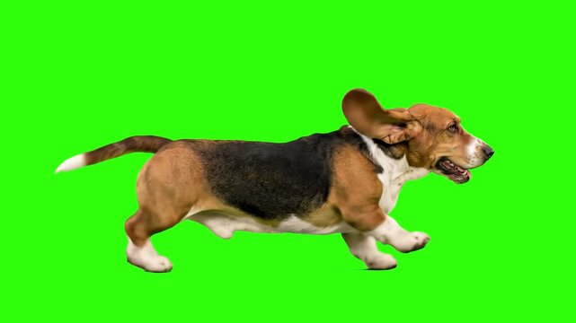 A tri-color Basset Hound dog running fast with long floppy ears isolated on a solid green chroma key background. Perfect for pet food advertisements, veterinary clinic promos, dog training app videos,