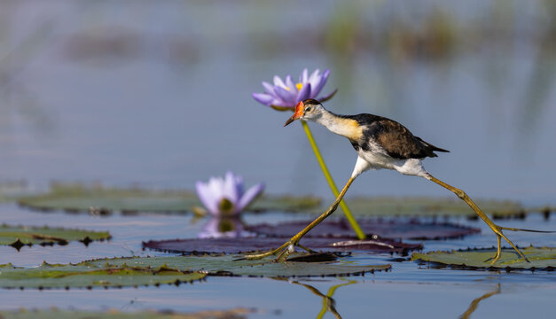 Comb-crested jacana (Irediparra gallinacea), also known as lotusbird or lilytrotter, standing on water lily leave at Mary River, Kakadu, National Park, Northern Territory, Australia