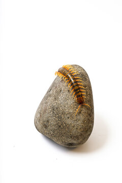 Giant centipede Scolopendra crawling on natural stone isolated on white background studio macro photograph