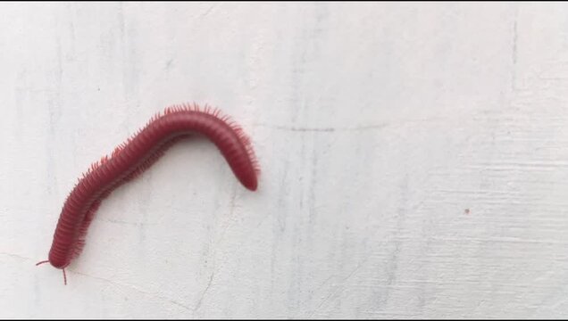 A millipede (Trigoniulus corallinus) crawling on a white wall surface; animal world, Diplopoda.