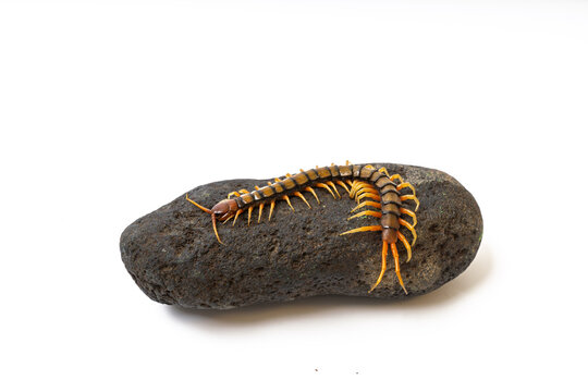 Giant centipede Scolopendra crawling on natural stone isolated on white background studio macro photograph