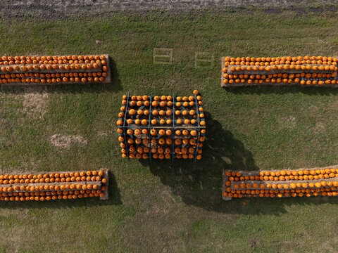 Aerial view of Trask Family Farms featuring rows of harvested orange pumpkins stacked on wooden racks in a grassy field in Castle Hayne, North Carolina, United States.