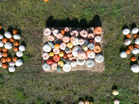 Aerial view of Trask Family Farms featuring a large collection of colorful pumpkins arranged on a hay bale in a field in Castle Hayne, North Carolina, United States.