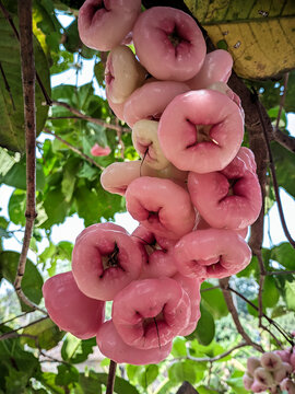 Cluster of Jambu Air Fruit