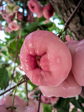 Fresh Pink Wax Apples on Tree