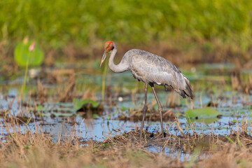 Fototapeta premium Brolga (Antigone rubicunda) at a swamp, around Yellow Water, Northern Territory, Australia
