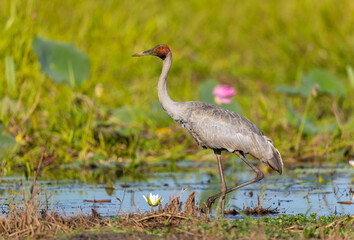 Fototapeta premium Brolga (Antigone rubicunda) at a swamp, around Yellow Water, Northern Territory, Australia