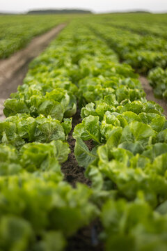 Vast Industrial Lettuce Field with Rows of Crisp Green Lettuce Growing in Fertile Soil