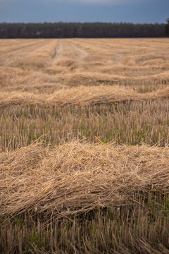 Harvested Wheat Field with Windrows of Golden Straw and Hay Stubble Under Twilight Sk