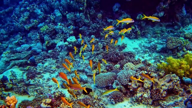 Underwater footage shows schooling orange anthias swirling past a hidden moray eel in a vibrant coral cave in the Red Sea