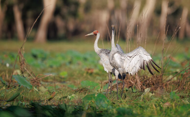Fototapeta premium Two Brolga (Antigone rubicunda) at a swamp, around Yellow Water, Northern Territory, Australia