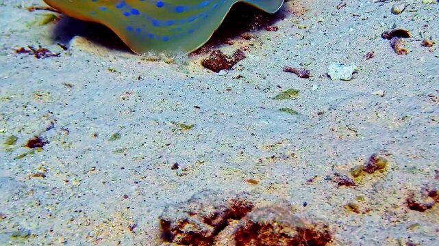 Blue Spotted Stingray on Sandy Seabed Underwater