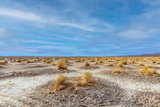 devils corn field, scenic desert plants  in the death valley desert in sunset light