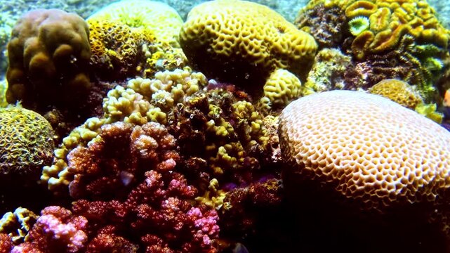 Tropical seafloor covered with colorful coral colonies