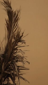 Textured Close-up of Elegant Brown Grass-like Plants Against Beige Background