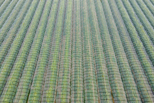 Aerial view of fruit orchard covered with protective anti-hail netting, showing geometric rows of trees and modern crop protection system in Loriol-sur-Drome, Auvergne-Rhone-Alpes, France.