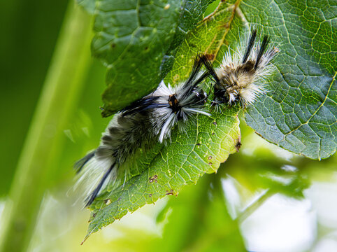 banded tussock caterpillar eats its own old shed closeup