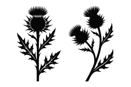Detailed black and white vector silhouette of thistle flower stems and leaves