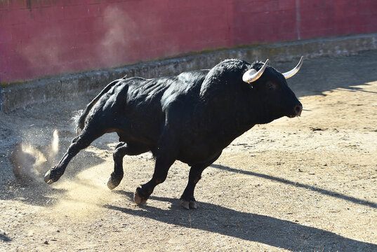 a black bull running in the spanish bullring in a traditional spectacle of bullfight