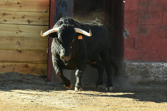 a black bull running in the spanish bullring in a traditional spectacle of bullfight