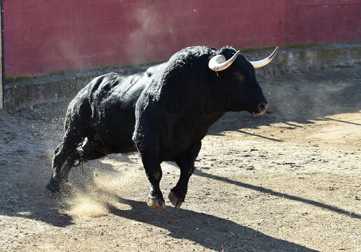 a black bull running in the spanish bullring in a traditional spectacle of bullfight