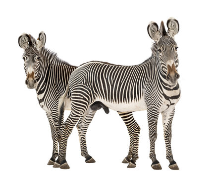 Two zebras standing together with distinctive striped patterns