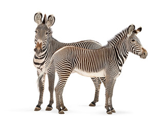 Naklejka premium Two zebras standing together on white background
